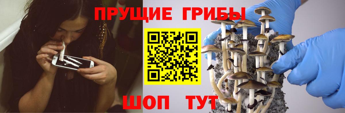 Вологда  Псилоцибиновые грибы Cubensis  Вход с VPN 